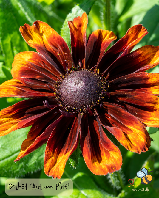 Så- og pasningsvejledning til Solhat - Rudbeckia hirta ‘Autumn Pine’