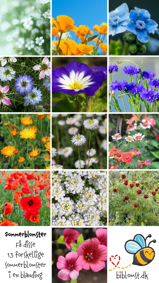 Så- og pasningsvejledning til Sommerblomstblanding – Diverse arter