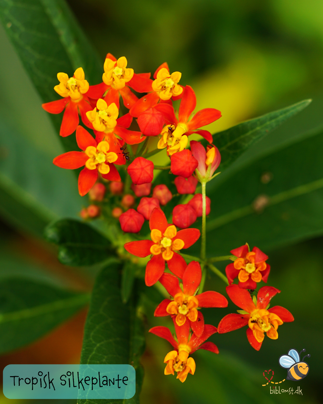 Så- og pasningsvejledning til Tropisk silkeplante – Asclepias curassavica Red