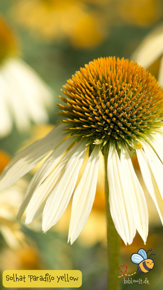 Så- og pasningsvejledning til Gul Purpur Solhat - Echinacea purpurea 'Paradiso Yellow'