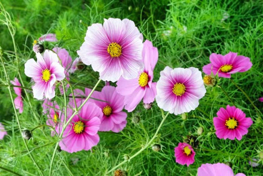 Så- og pasningsvejledning til Cosmos 'Daydream' - Cosmos bipinnatus 'Daydream'