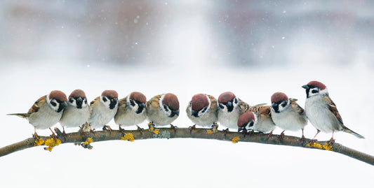 Januar i haven?