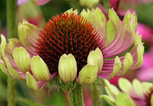 Så- og pasningsvejledning for Solhat 'Green Twister' - Echinacea purpurea 'Green Twister'