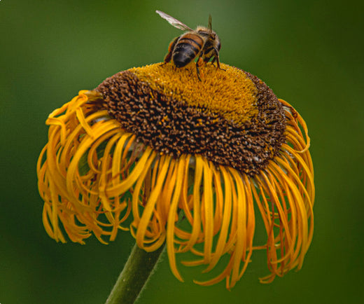 Så- og pasningsvejledning for Lægealant – Inula helenium