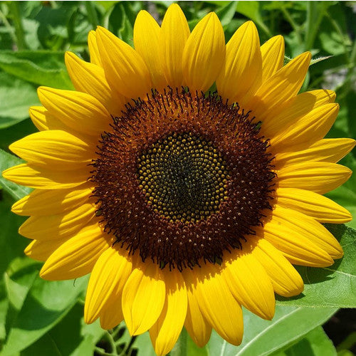 Så- og pasningsvejledning for Solsikke - Helianthus annuus 'Giant Single Yellow'