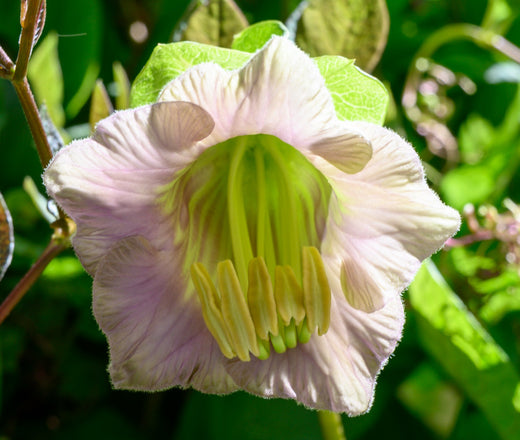 Så- og pasningsvejledning til Klokkeranke - Cobaea scandens