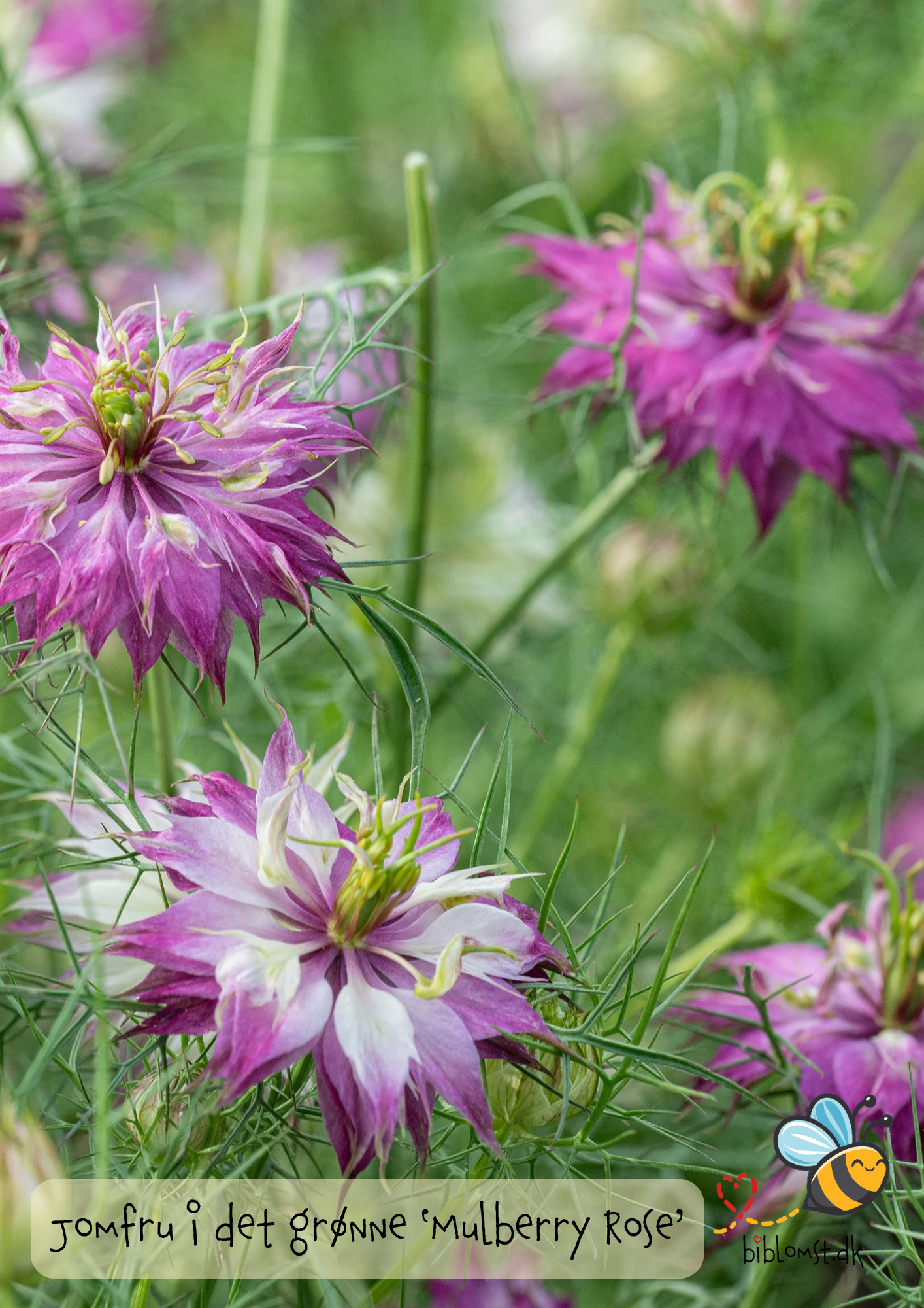 Jomfru i det grønne – Nigella damascena ’Mulberry Rose’