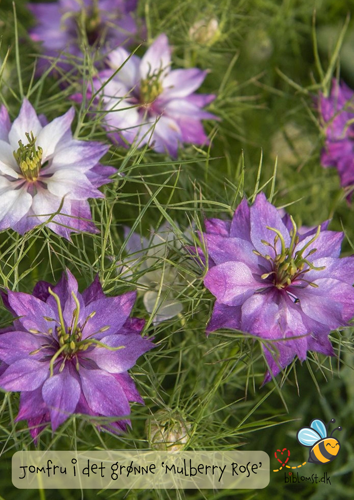 Jomfru i det grønne – Nigella damascena ’Mulberry Rose’