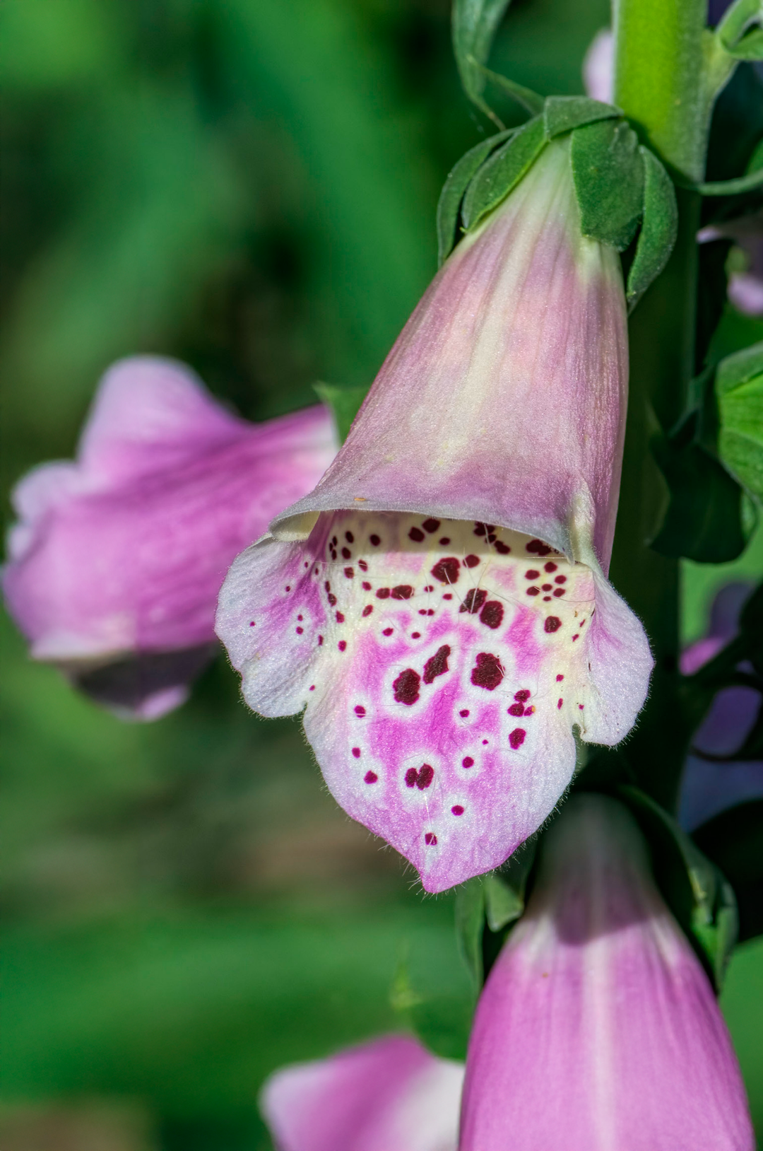 Fingerbøl - Digitalis hybrid 'Camelot Lavender'