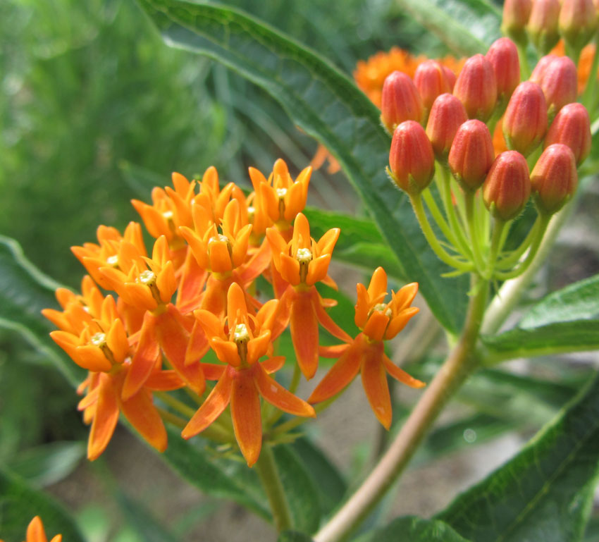 Silkeplante Orange - butterfly weed (asclepias tuberosa)