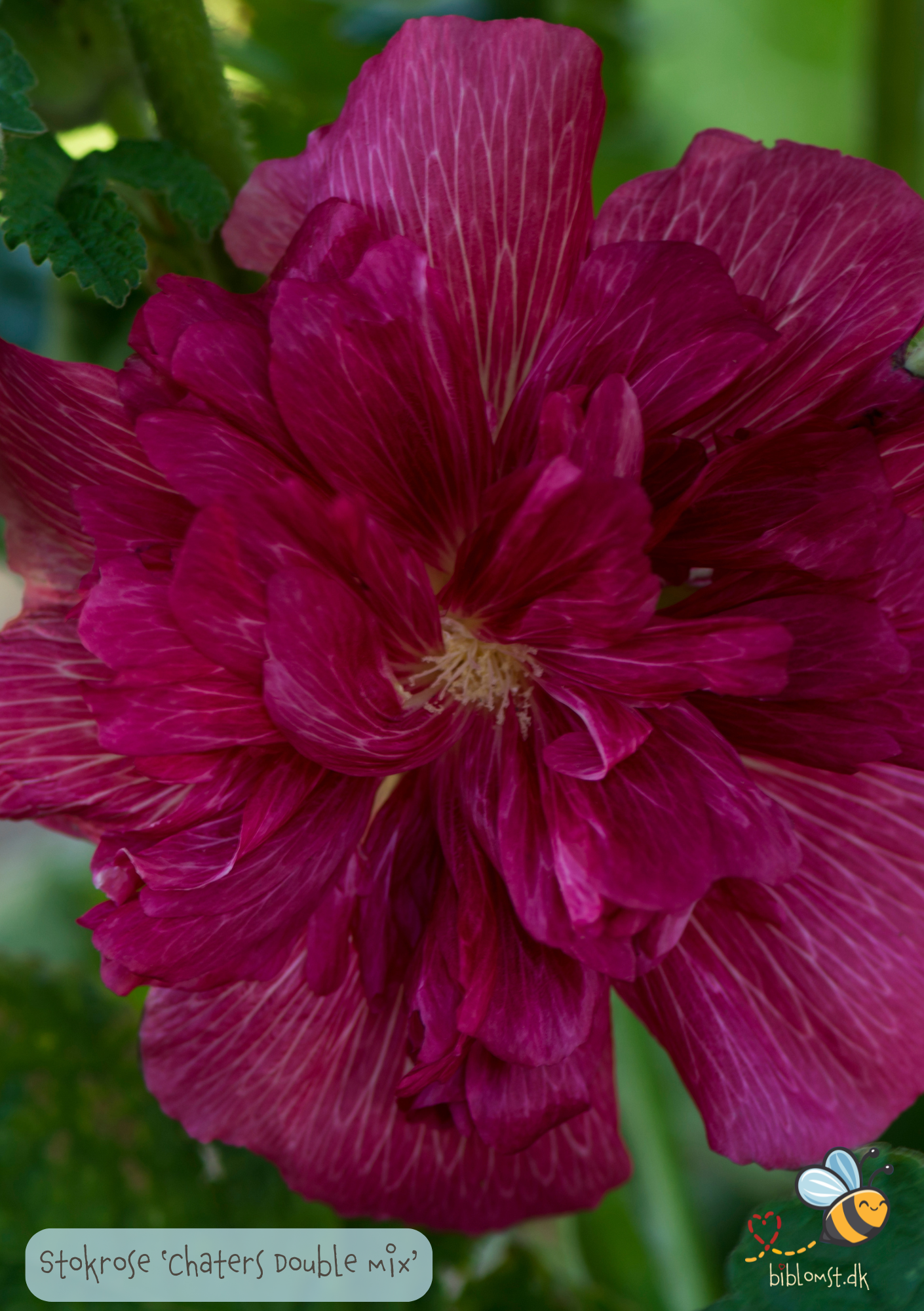 Stokrose 'Chater's Double Mix' - Alcea rosea 'Chater's Double Mix'