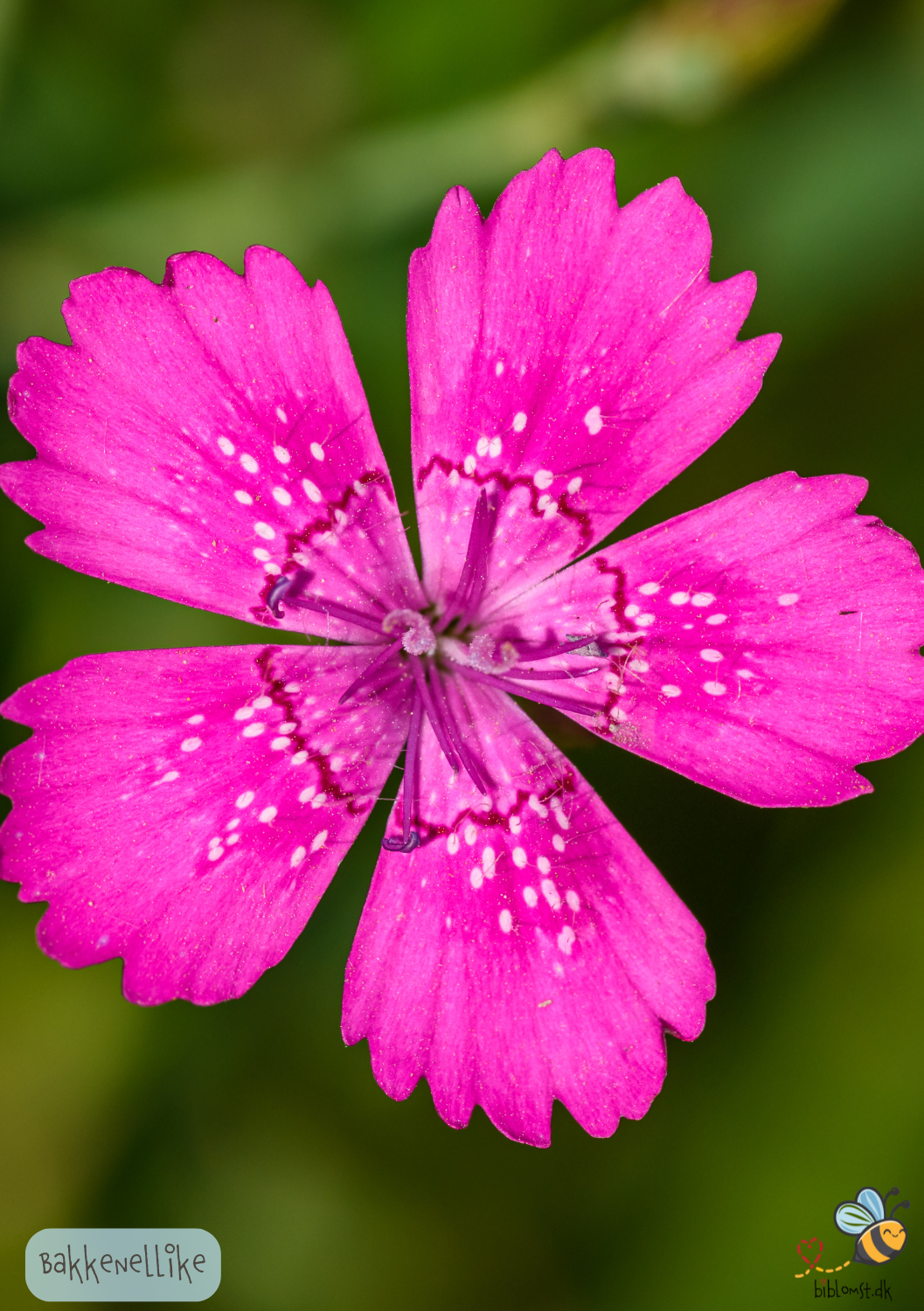 Bakkenellike - Dianthus deltoides