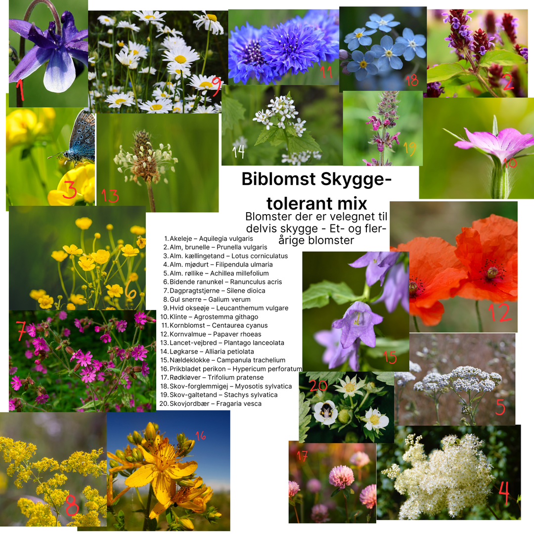 Biblomst skyggetolerant Mix