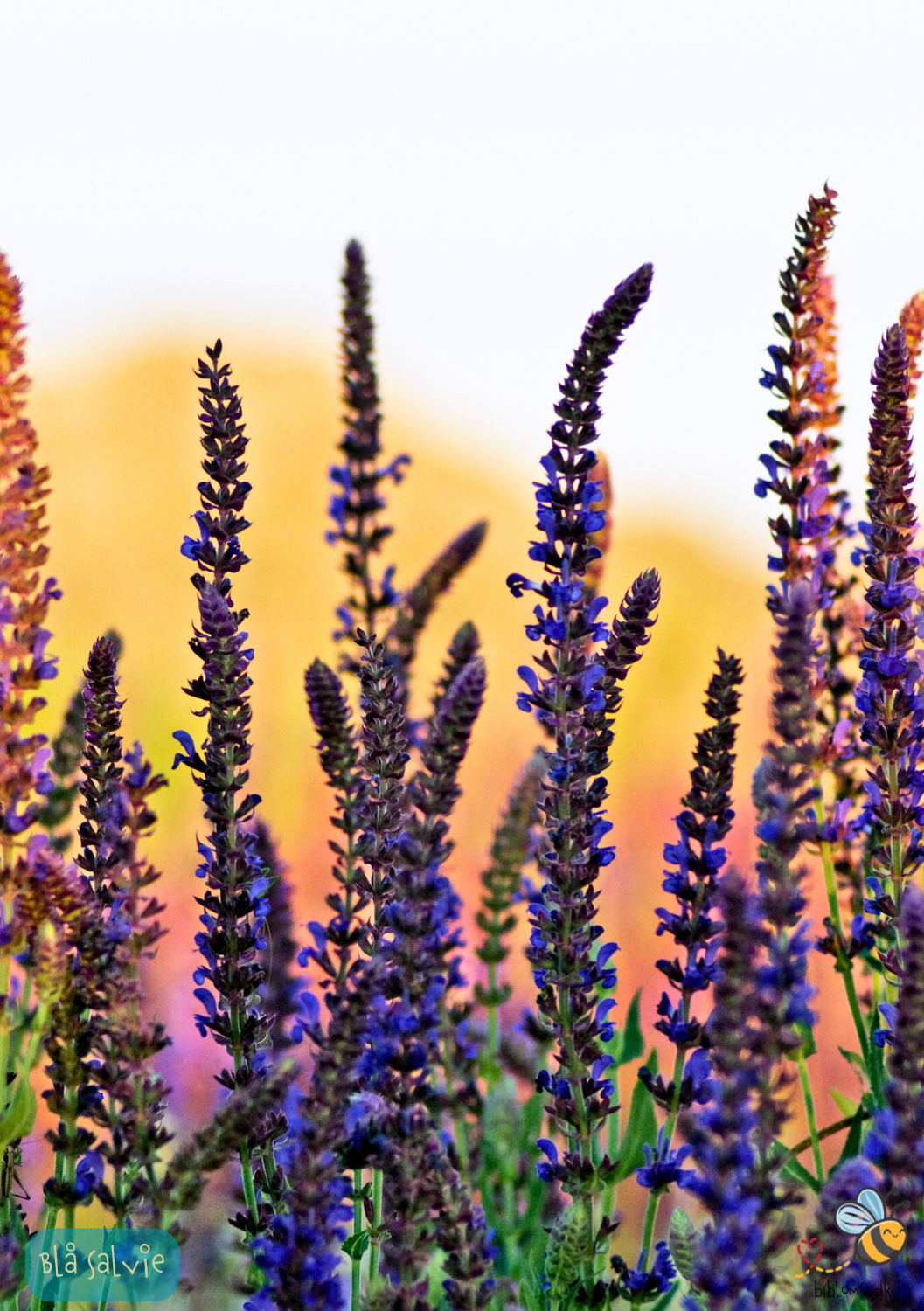 Blå Salvie - Salvia pratensis