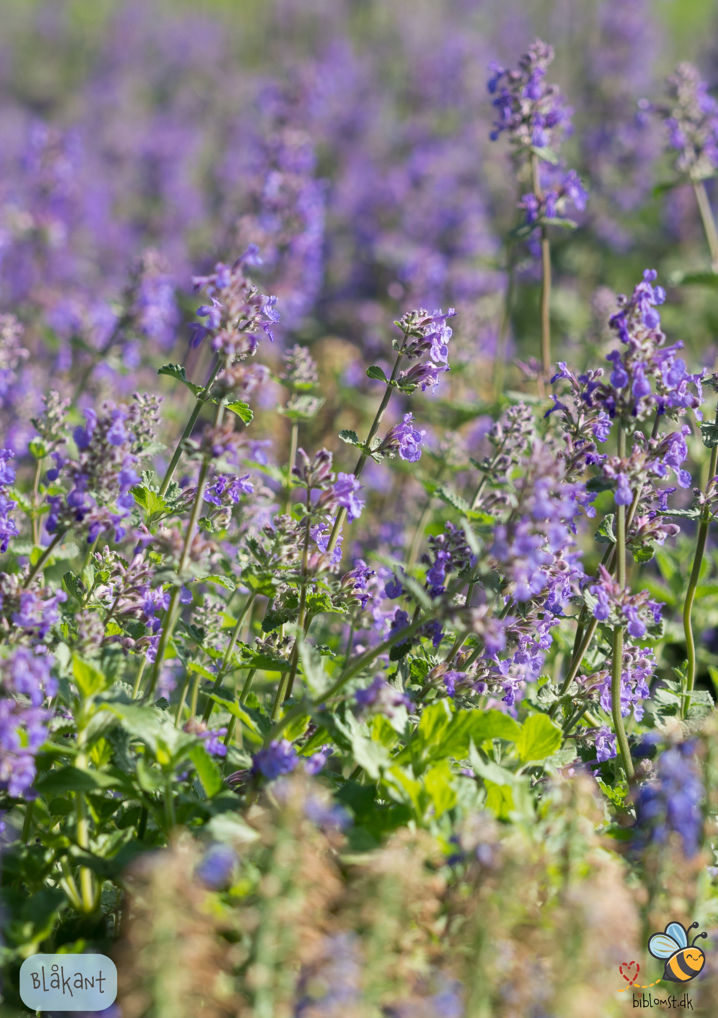 Blåkant – Nepeta faassenii
