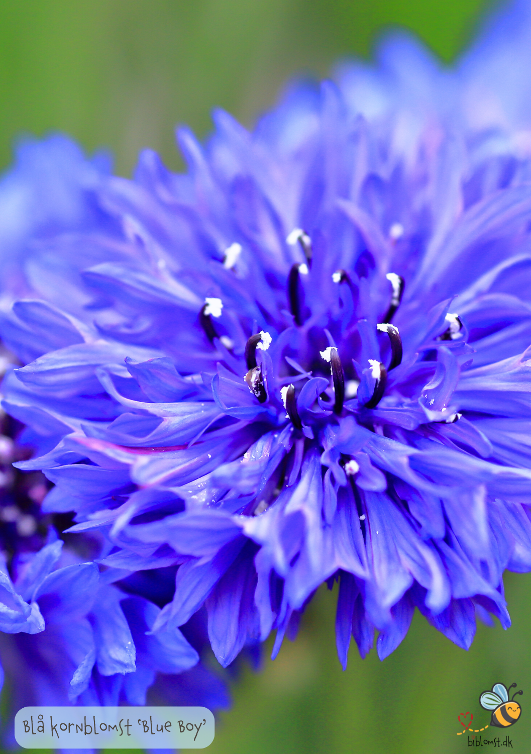 Blå kornblomst 'Blue Boy' - Centaurea cyanus