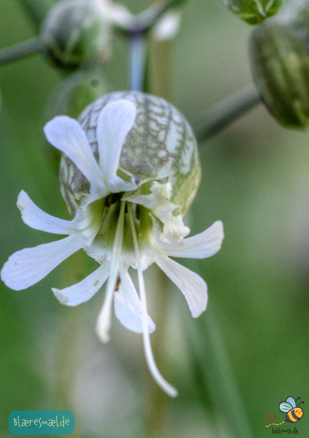 Blæresmælde - silene vulgaris