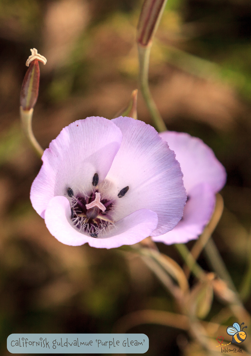 California Poppy 'Purple Gleam' - Eschscholzia californica