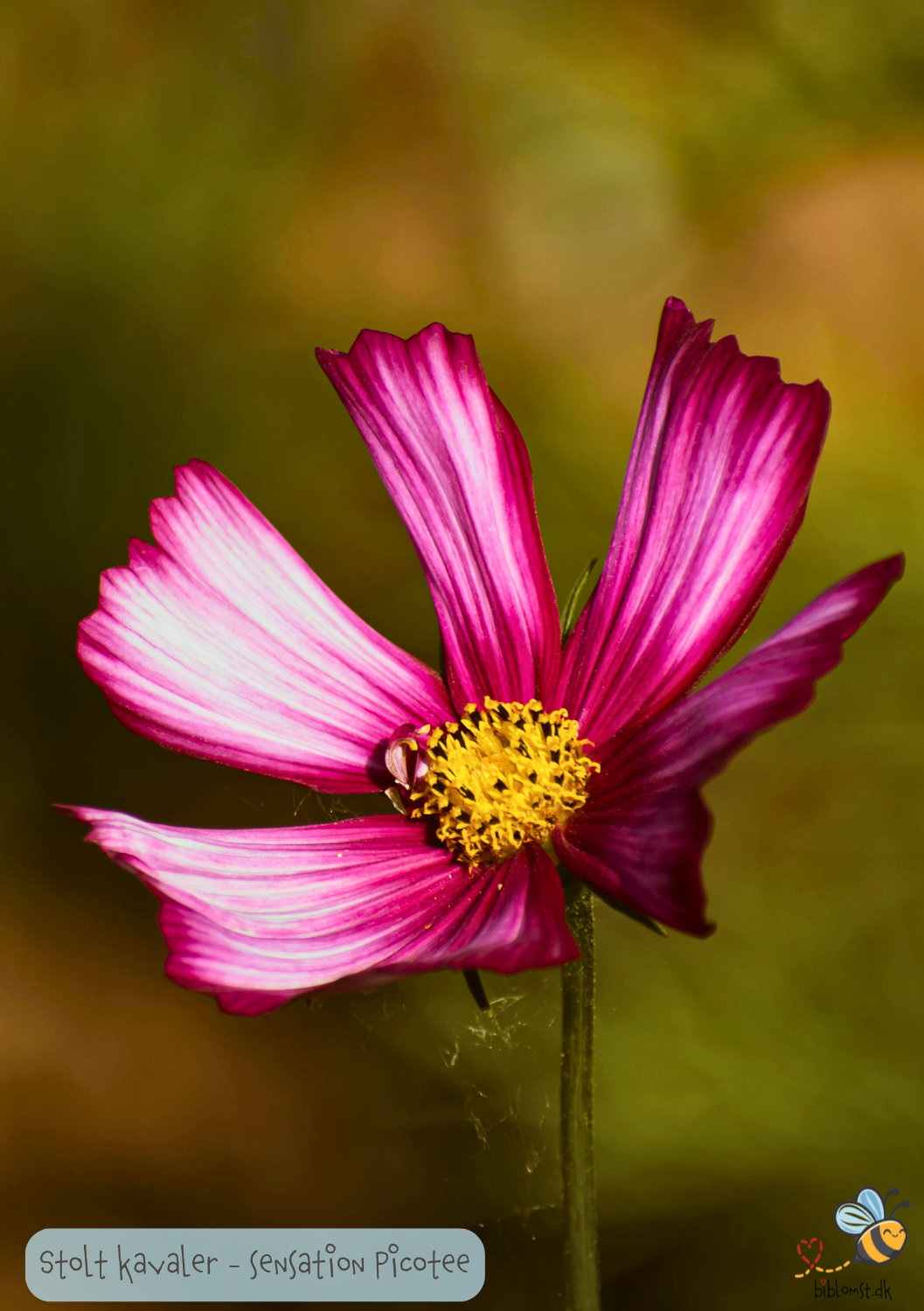 Cosmos bipinnatus 'Sensation Picotee'