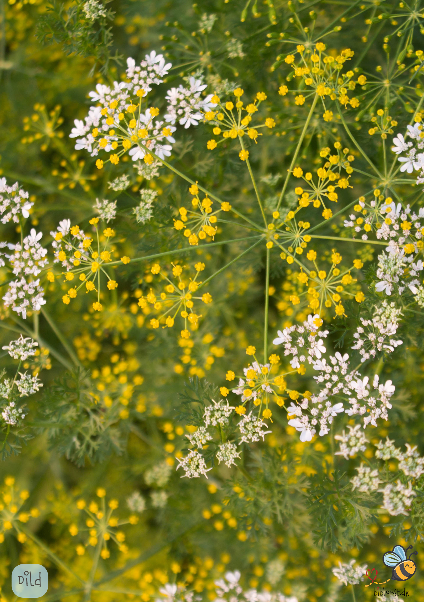 Dild - Anethum graveolens