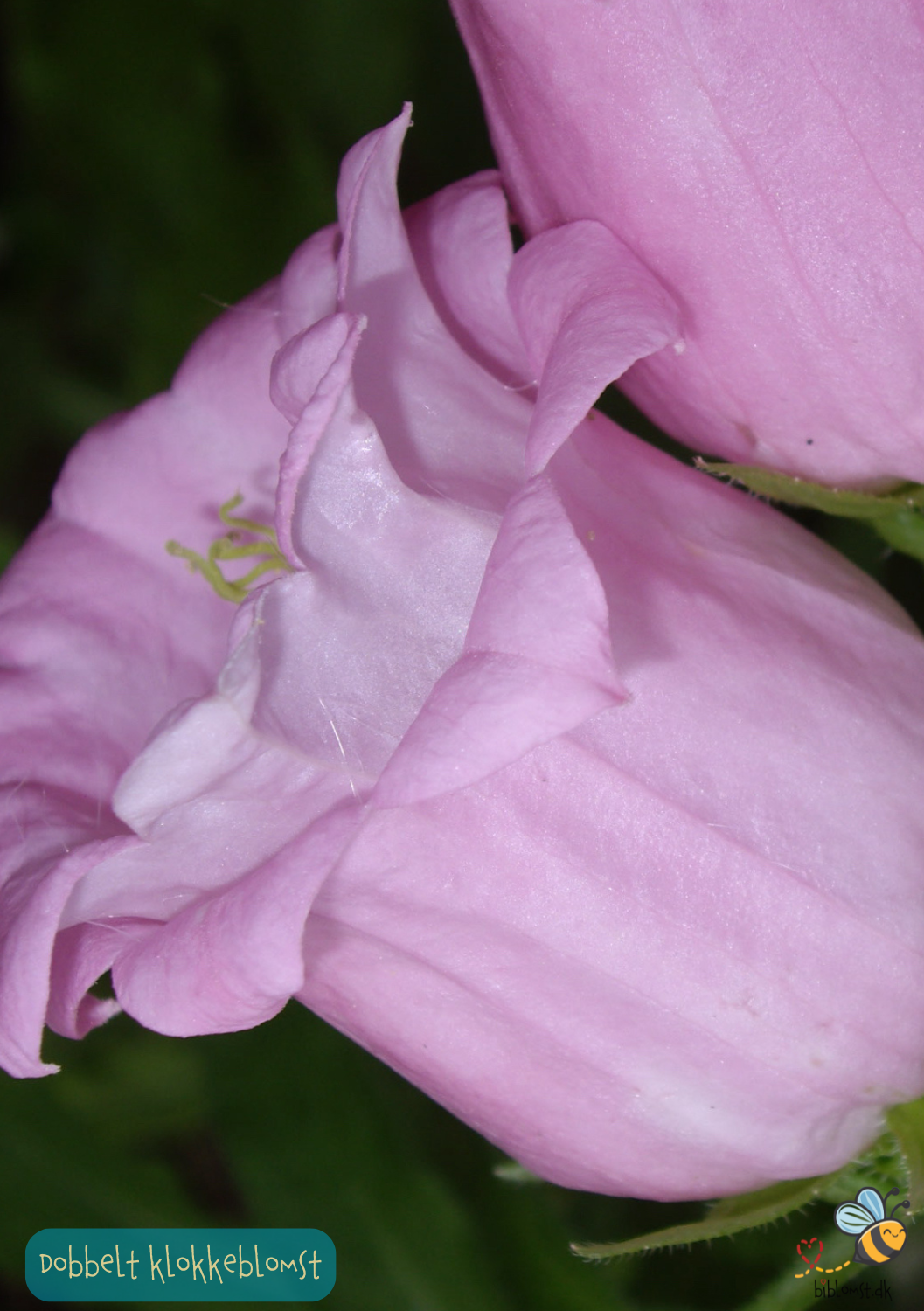 Dobbelt Klokkeblomst - Campanula medium