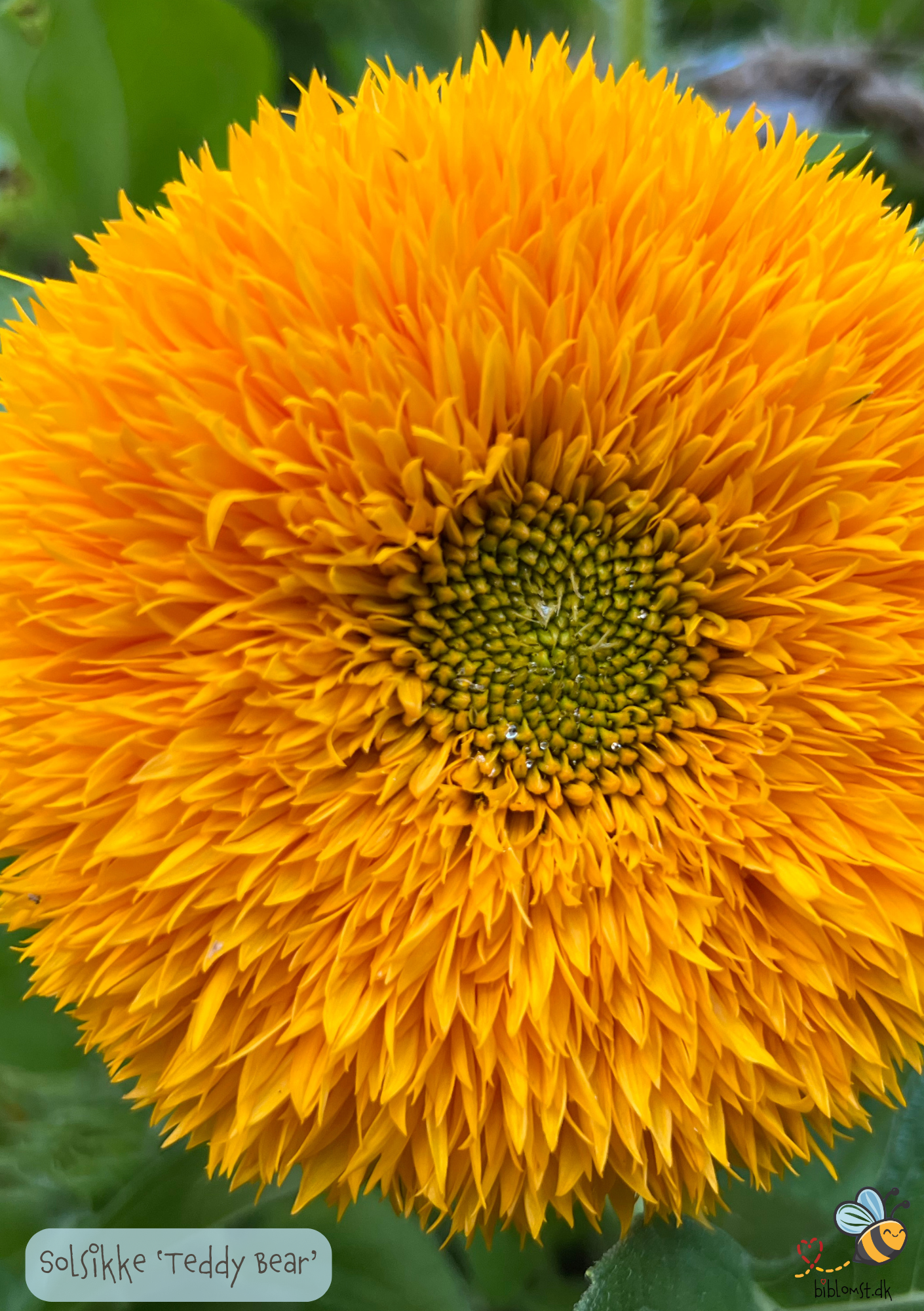 Dværgsolsikke 'Teddy Bear' - Helianthus annuus