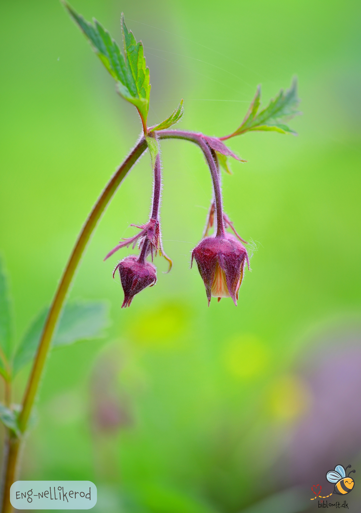 Eng-Nellikerod – Geum rivale