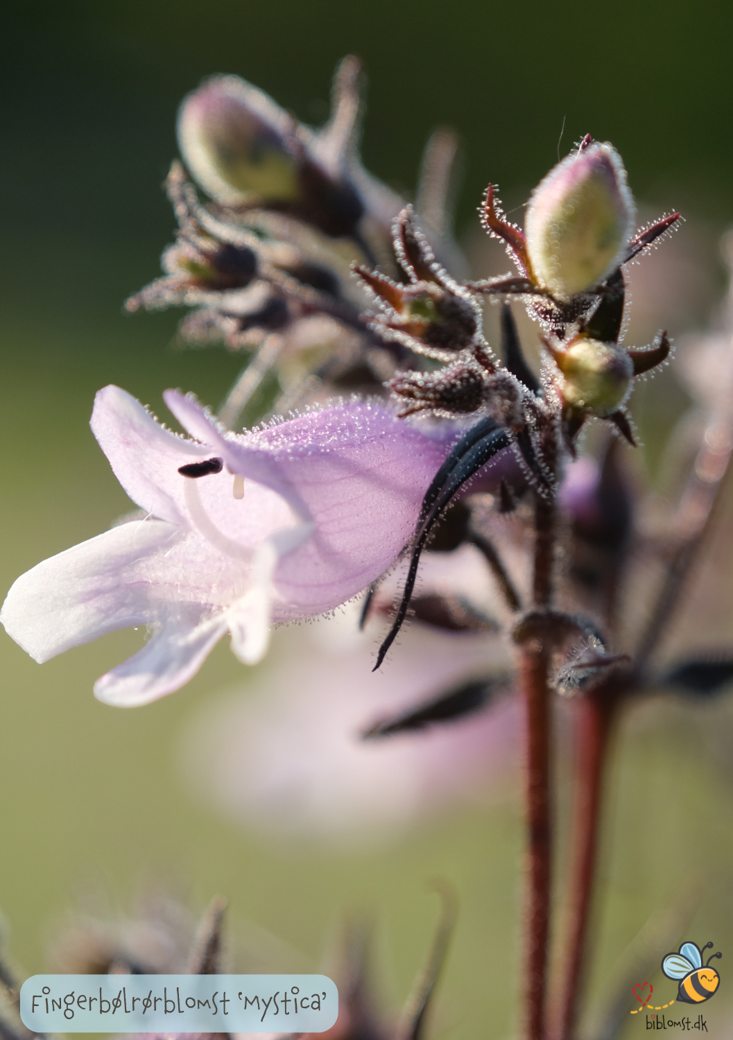 Fingerbøl-rørblomst Penstemon Digitalis 'Mystica'