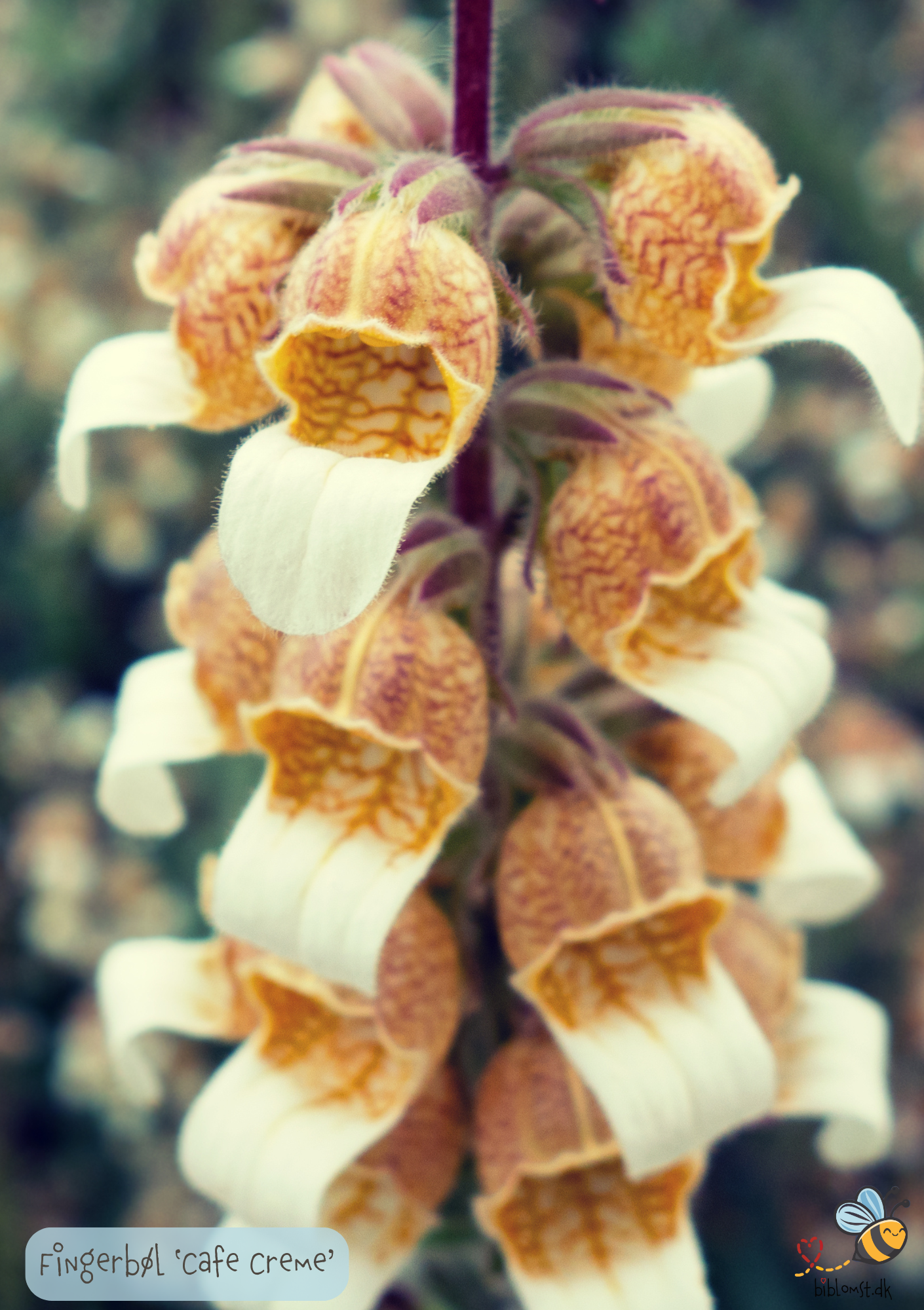 Fingerbøl - Digitalis lanata ‘Cafe Creme’