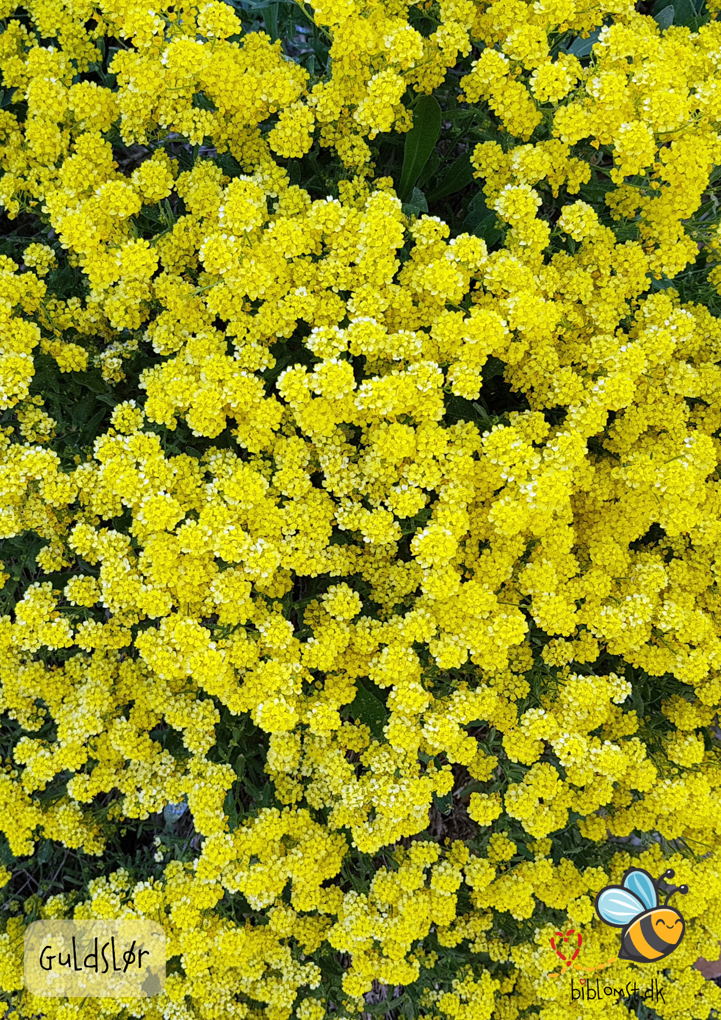 Guldslør – Aurinia saxatilis ’Gold Dust’