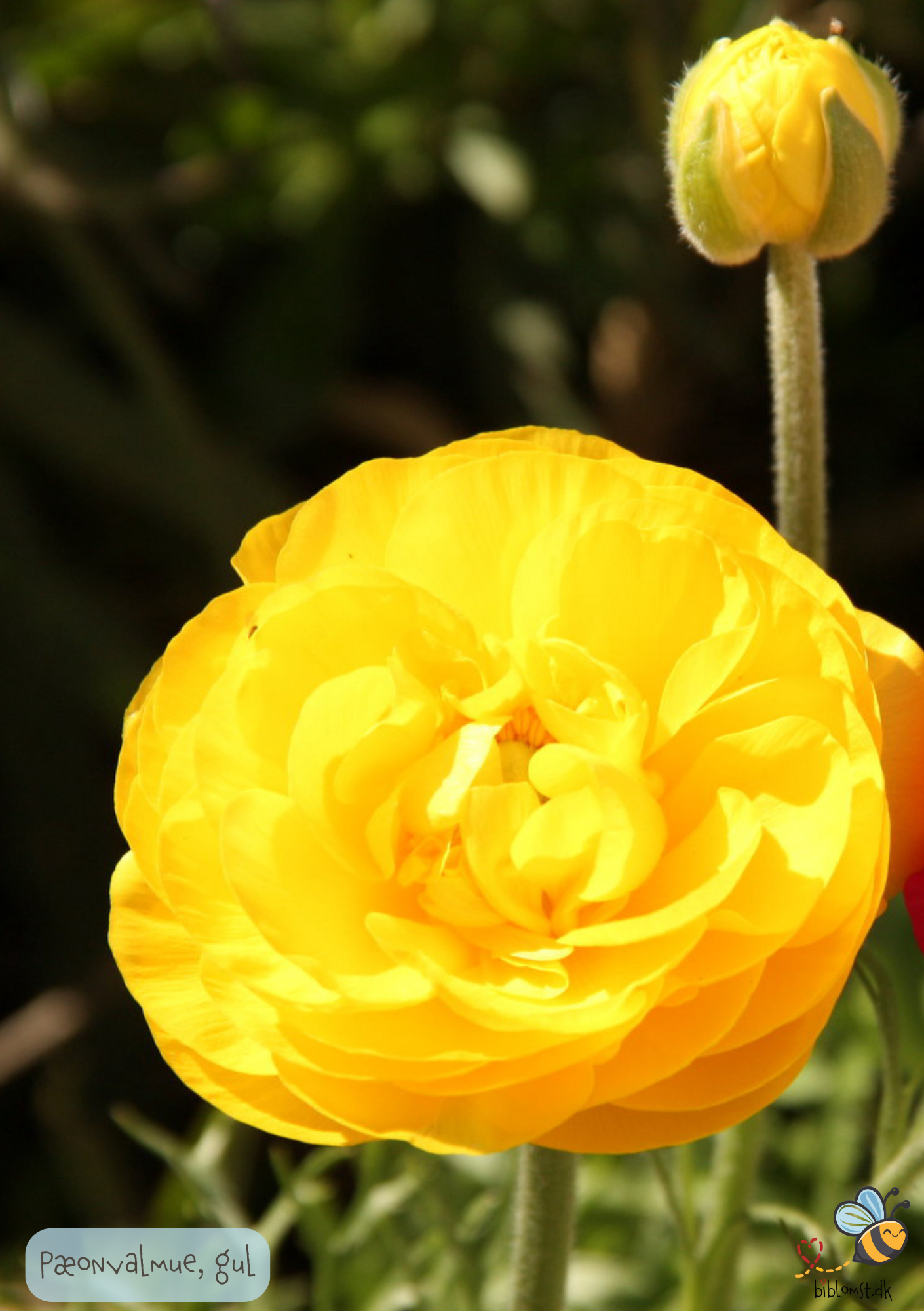Gul pæonvalmue - Papaver peony Double Yellow