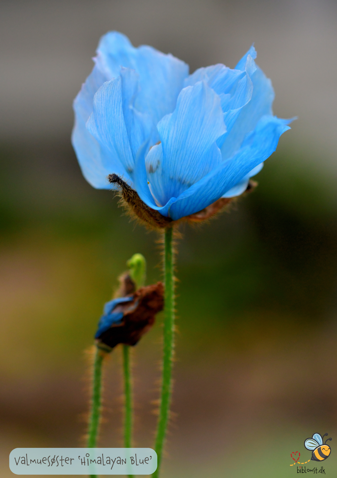 Himalayan blue valmue - Meconopsis betonicifolia