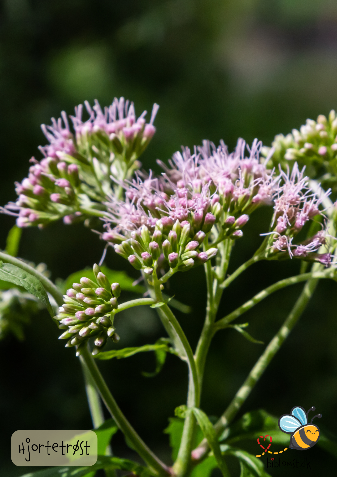 Hjortetrøst – Eupatorium cannabinum