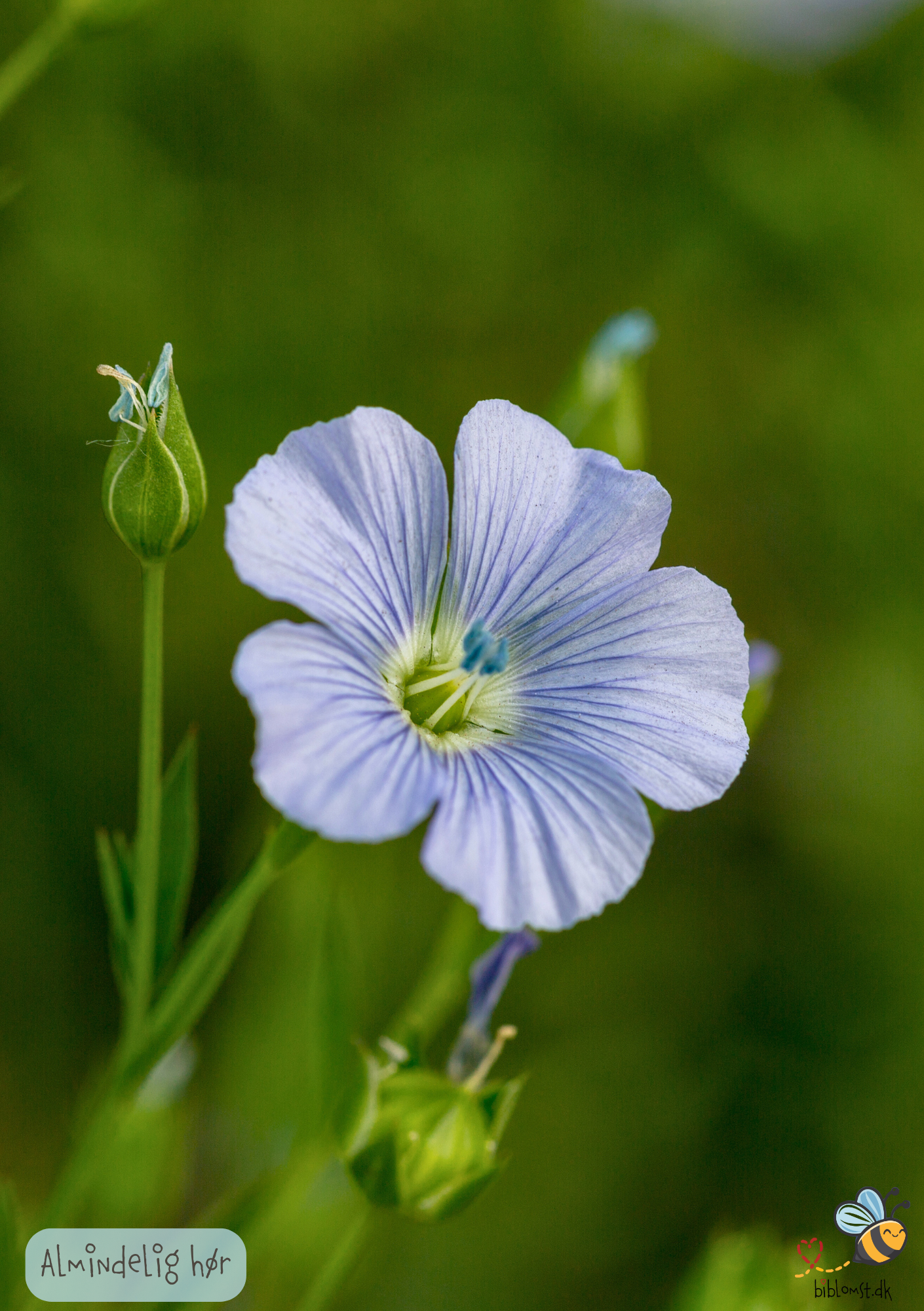 Hør Almindelig - Linum usitatissimum