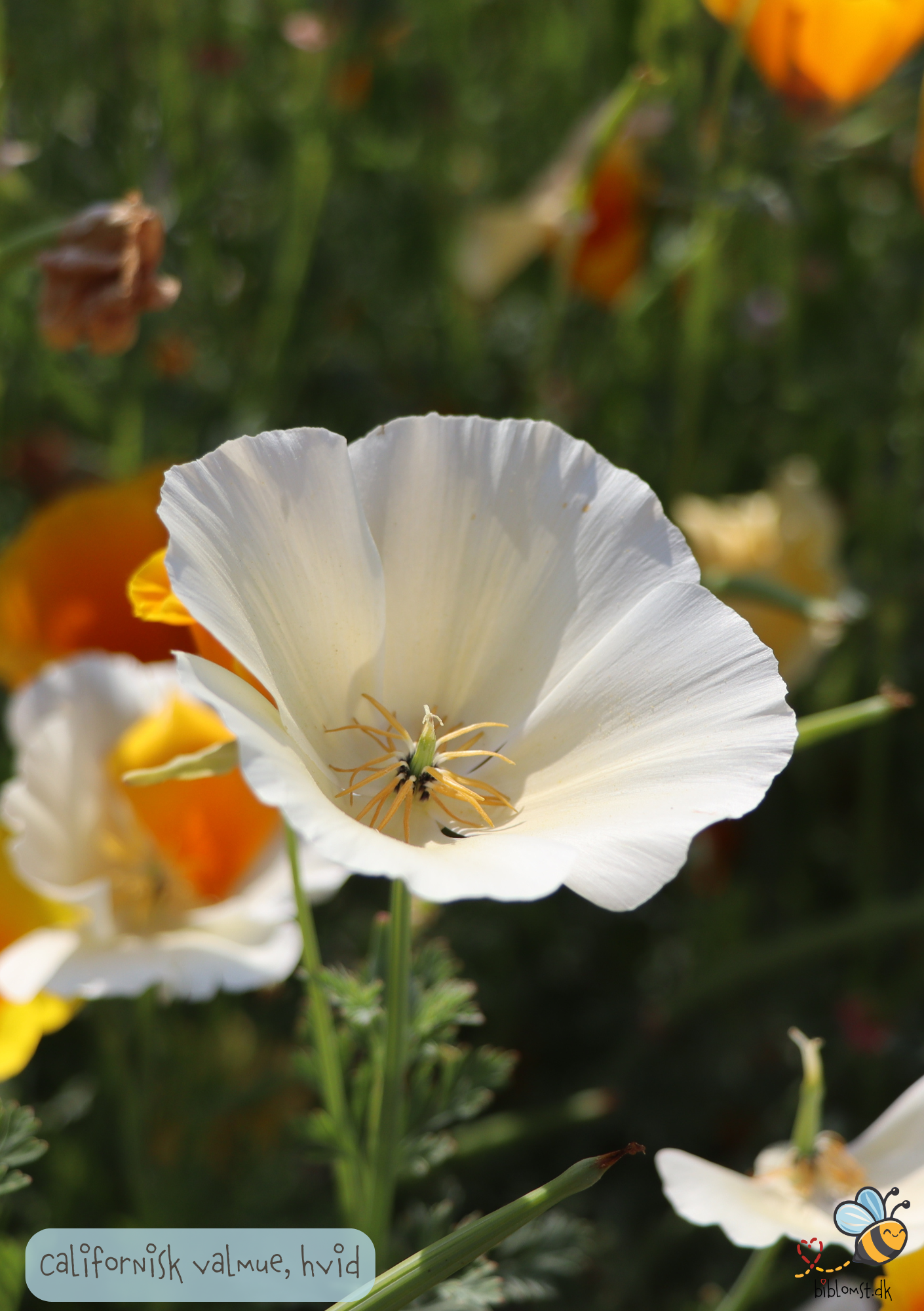 Hvid Californisk Valmue - Eschscholzia californica 'Alba'