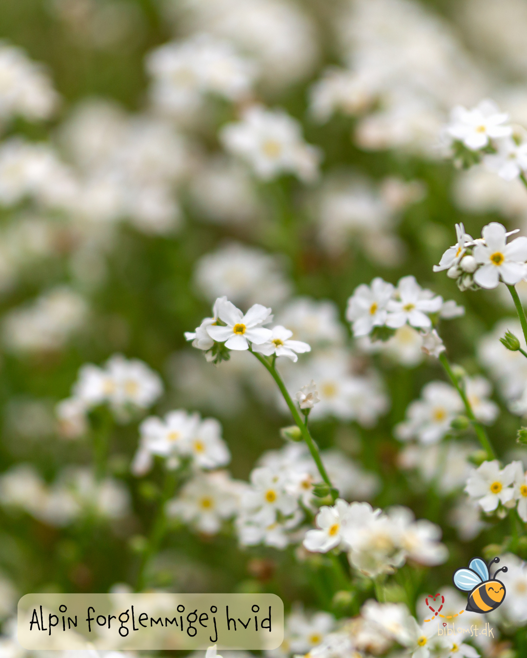 Hvid alpin forglemmigej - myosotis alpestris