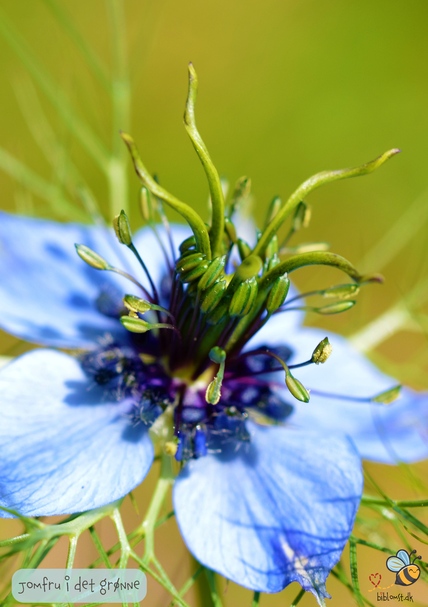 Jomfru i det grønne - Nigella damascena