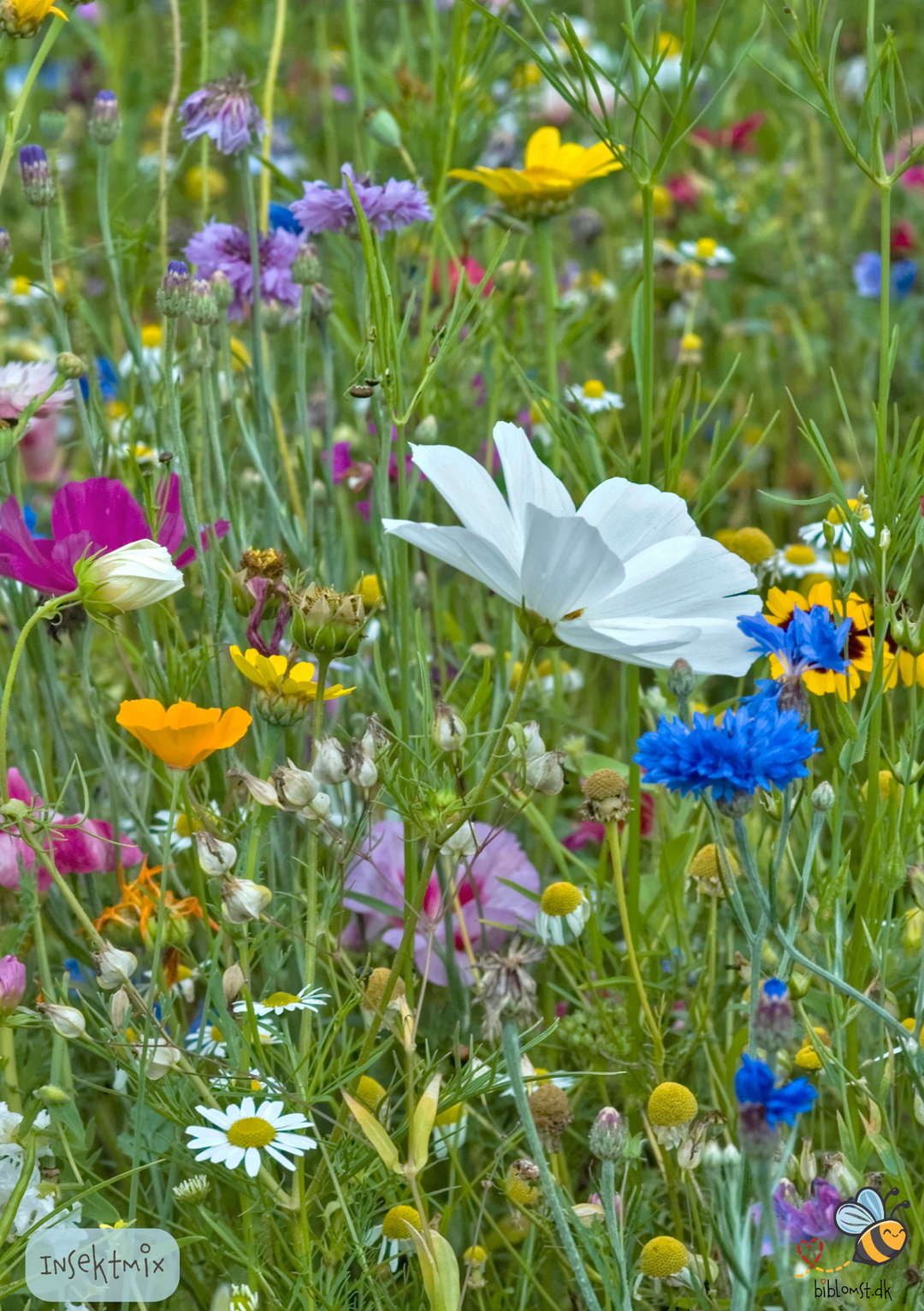 Kæmpe portion Insektmix – blomster og urter til bier, humlebier og sommerfugle