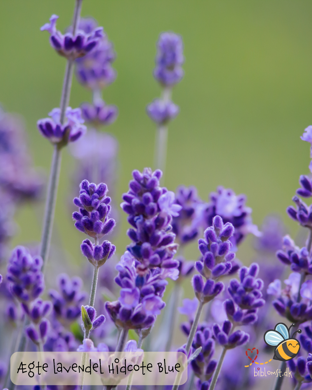 Lavendel Hidcote Blue - Lavandula angustifolia