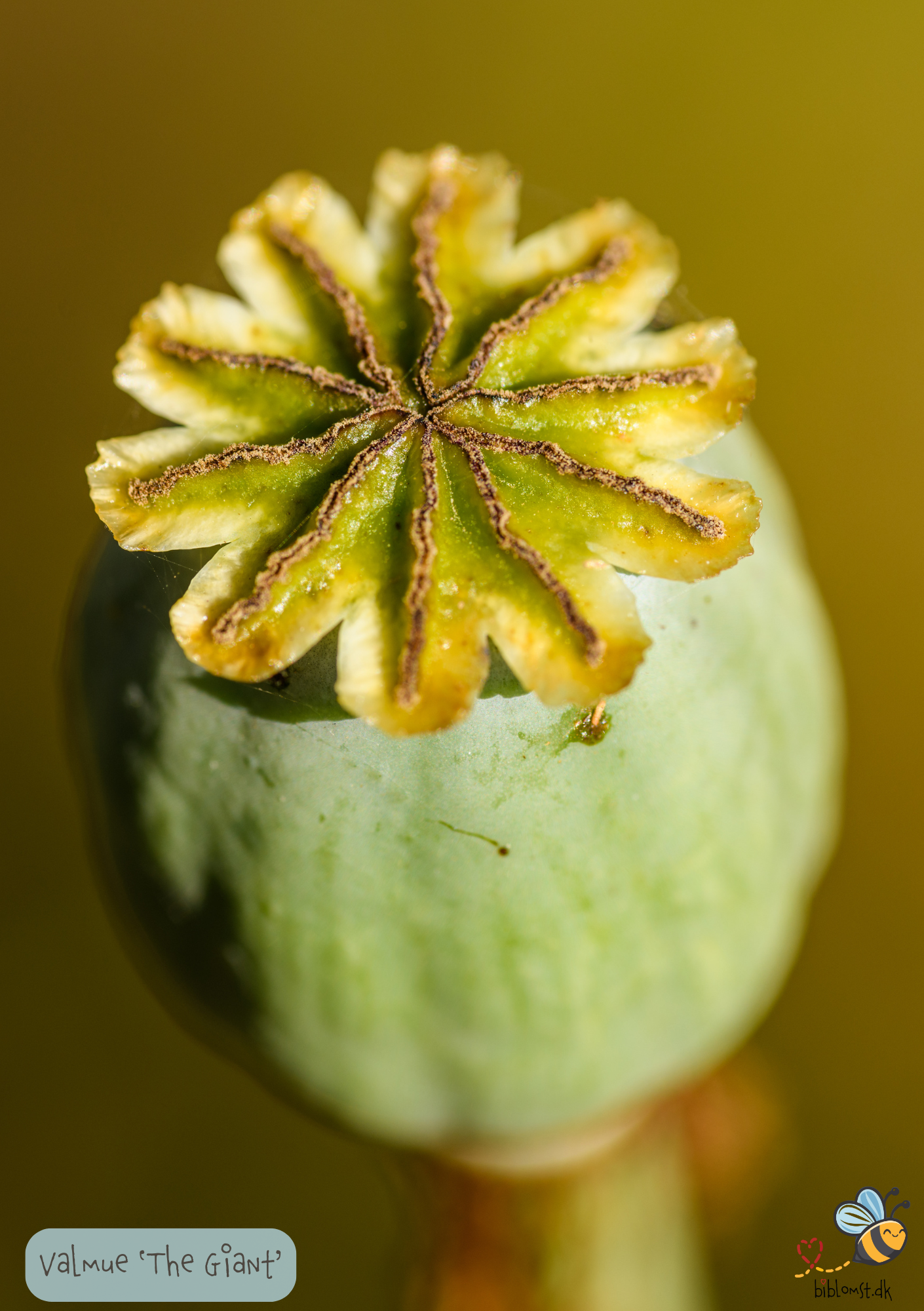 Lilla gigantisk valmue - Papaver somniferum "The Giant"