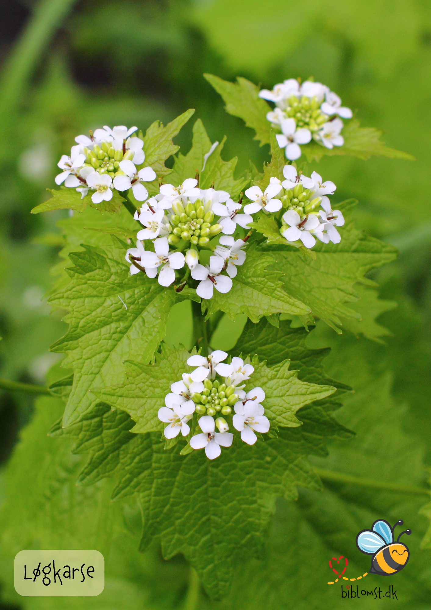 Løgkarse – Alliaria petiolata