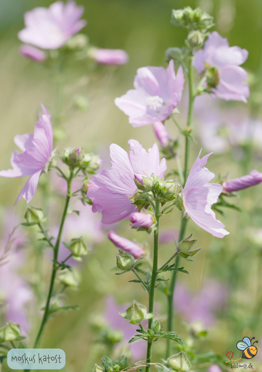 Moskus-Katost - Malva moschata