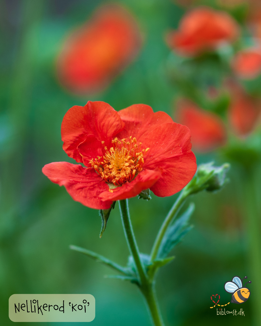 Nellikerod – Geum coccineum 'Koi'