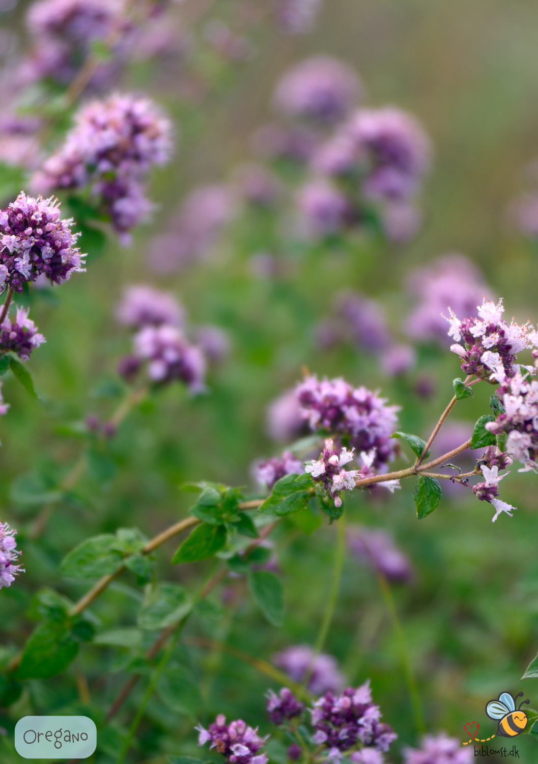 Oregano - Origanum vulgare