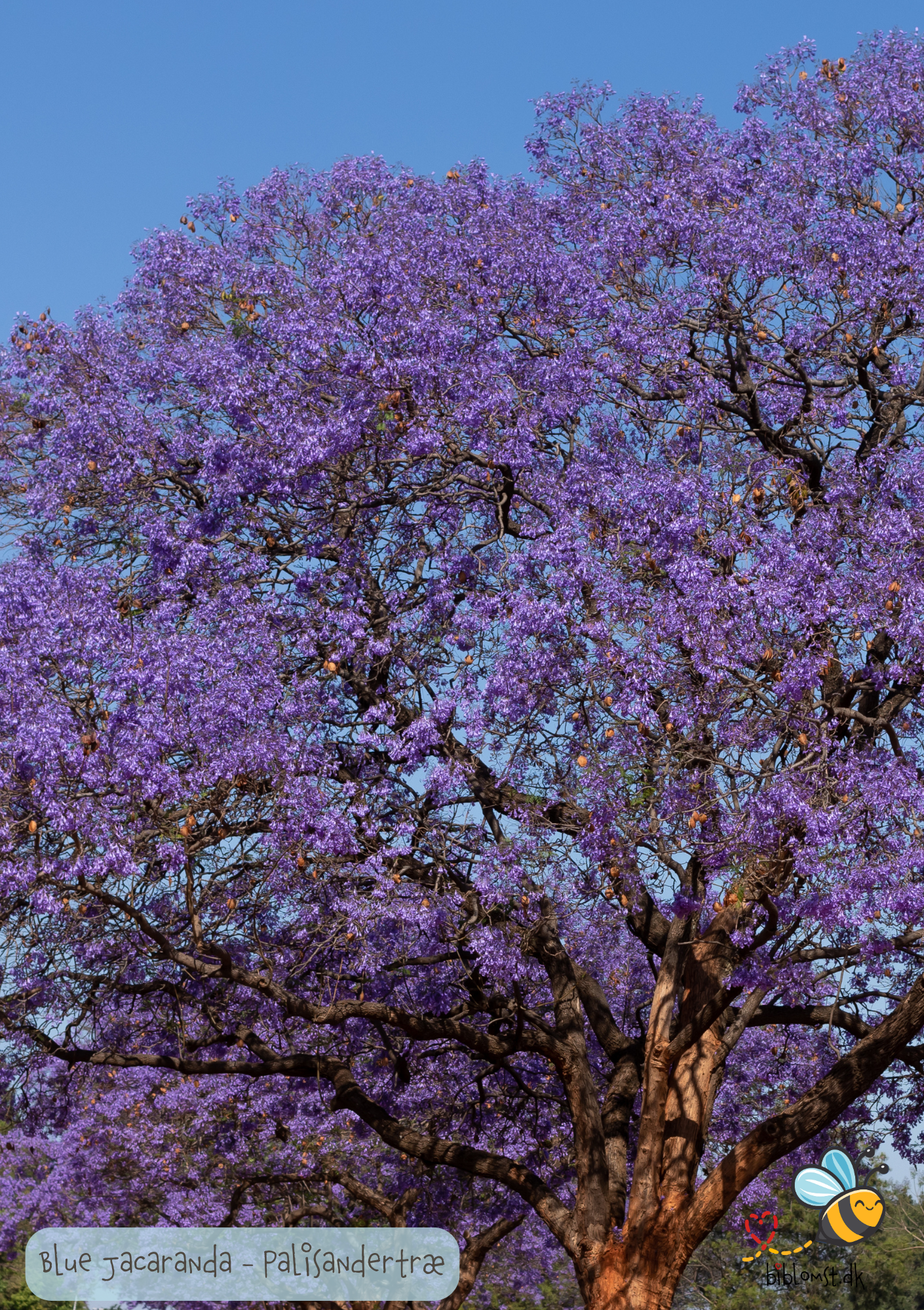 Palisandertræ - Jacaranda mimosifolia