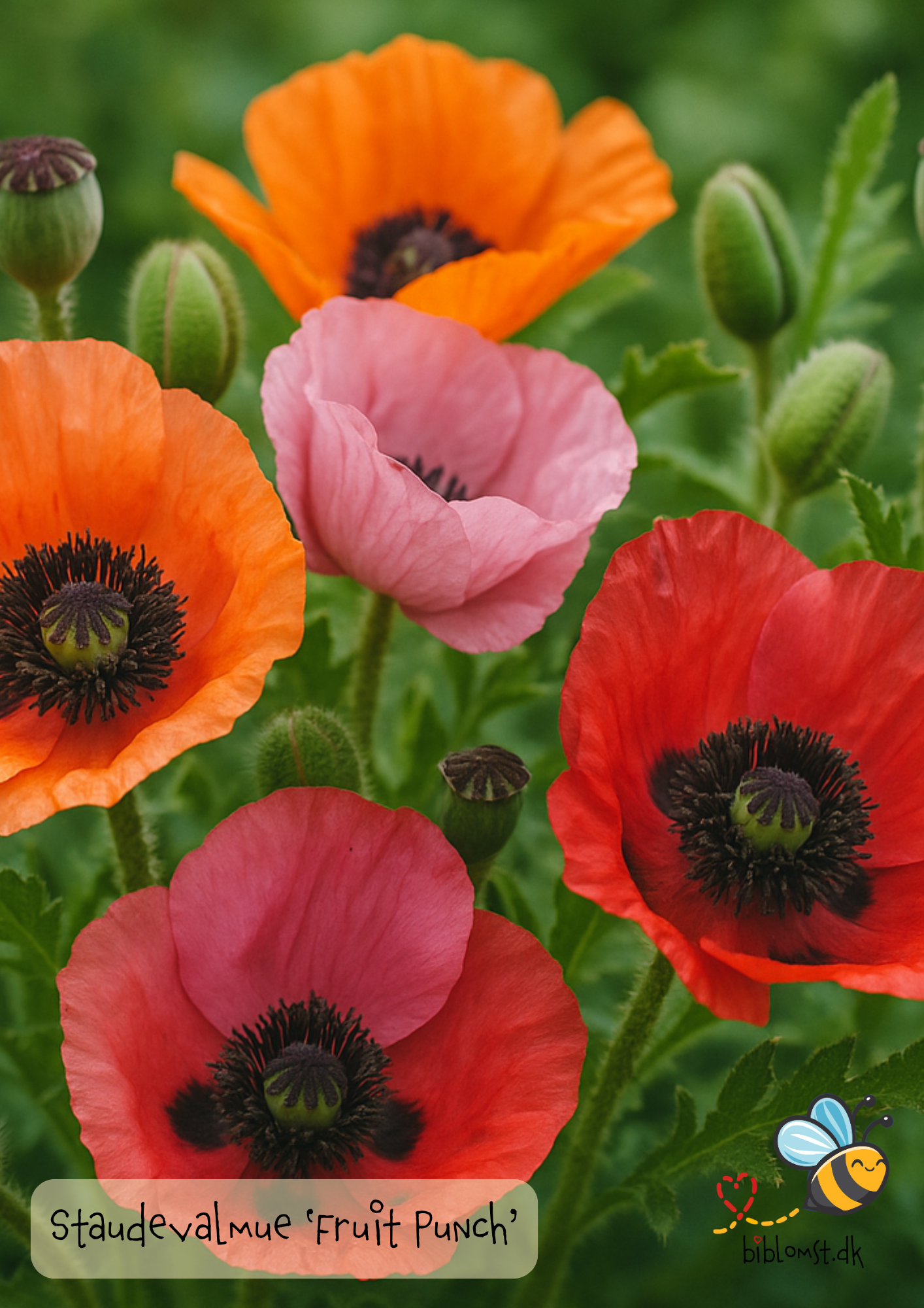 Staudevalmue – Papaver orientale ‘Fruit Punch’