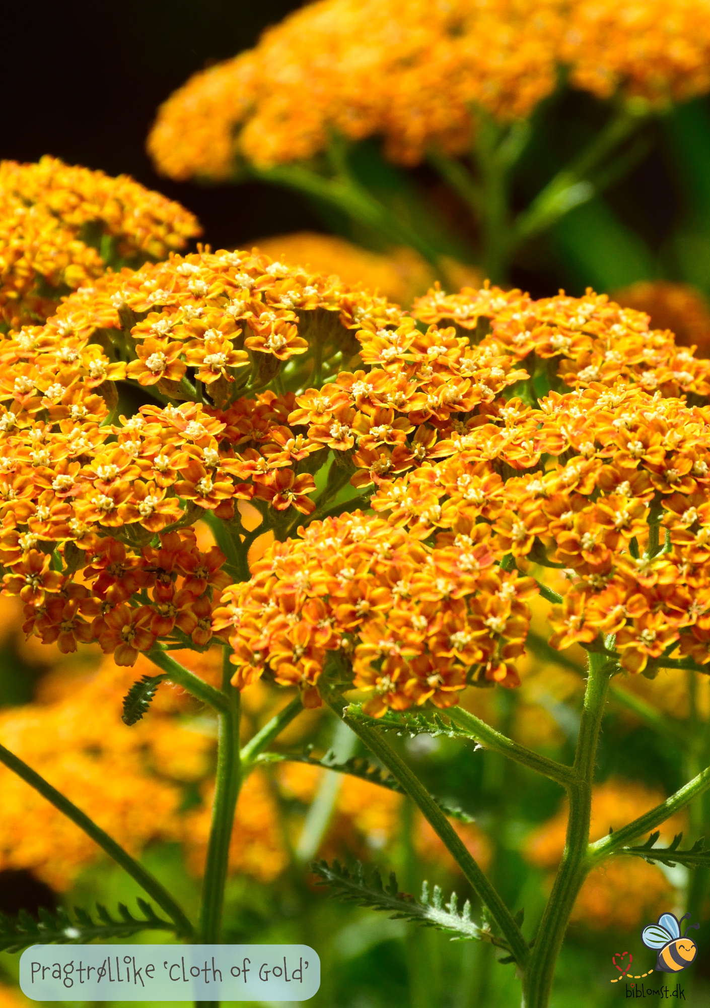 Pragtrøllike 'Cloth Of Gold' (Achillea filipendulina)