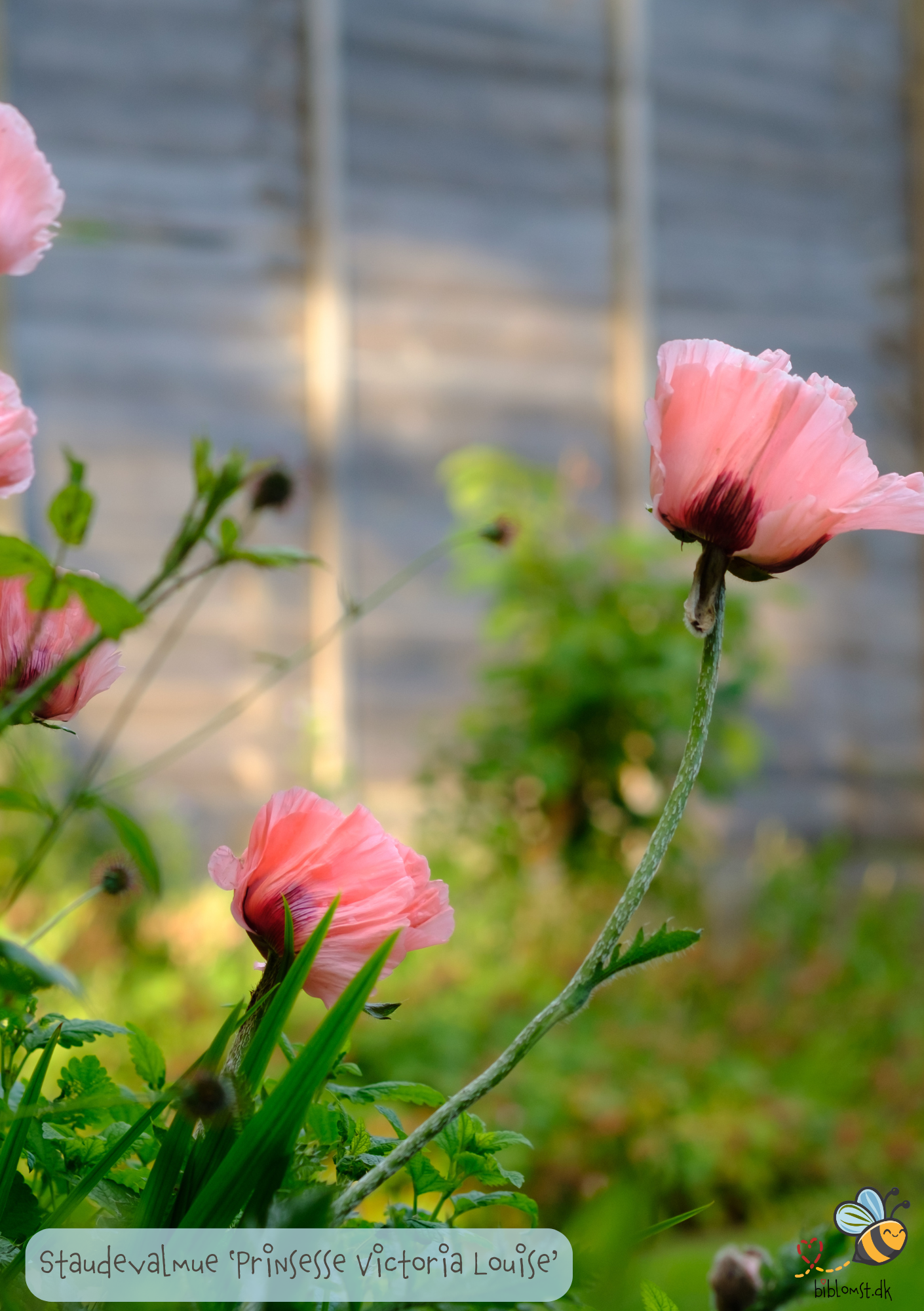 Prinsesse Victoria Louise, Staudevalmue - Papaver orientale