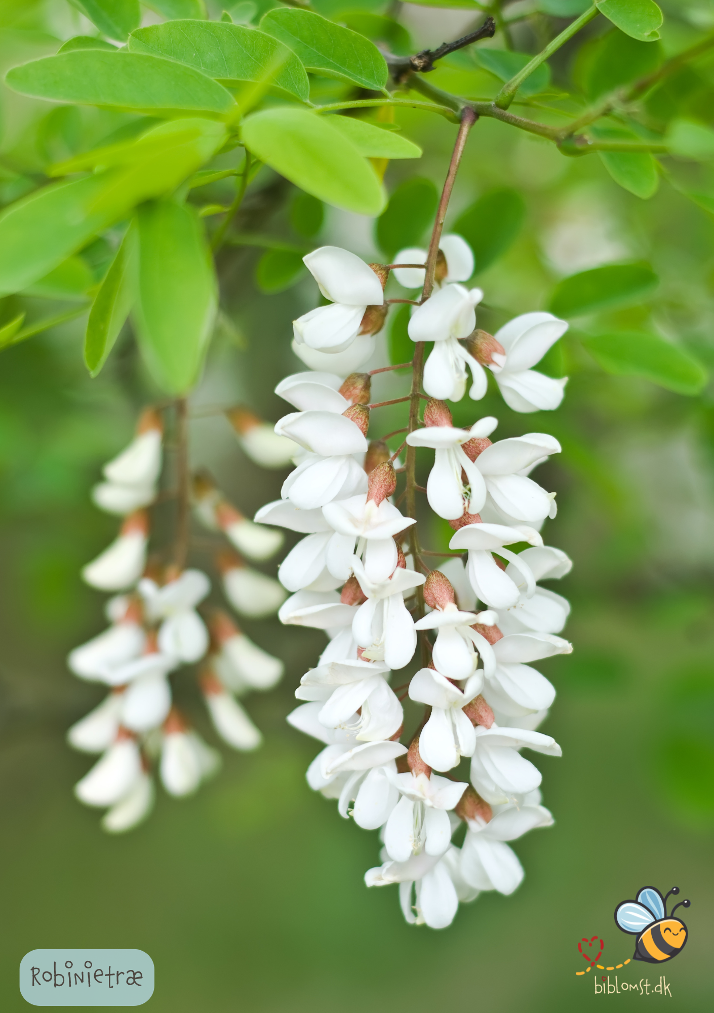 Robinietræ - Robinia pseudoacasia