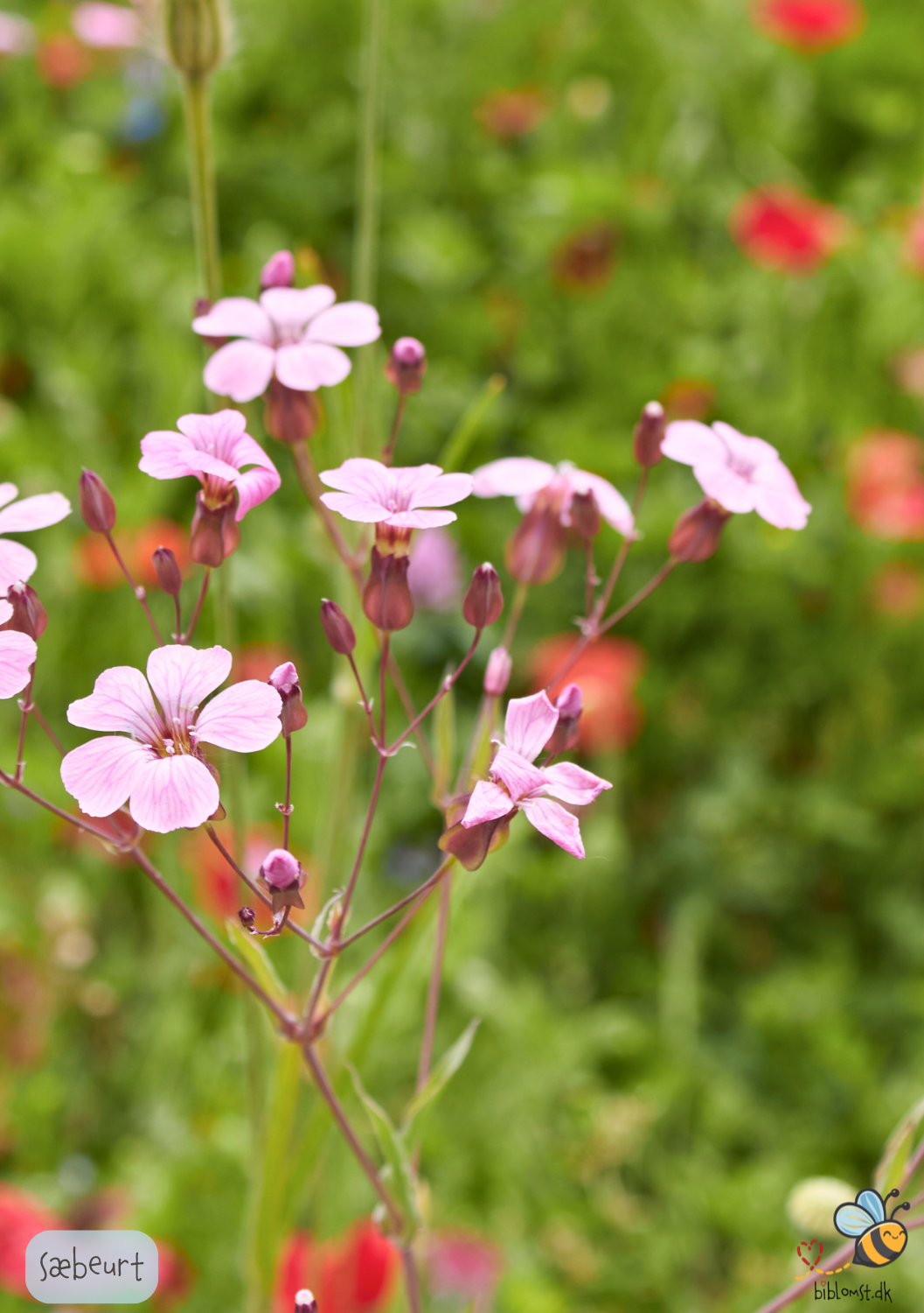 Sæbeurt - saponaria vaccaria